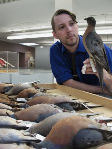 Ben Novak with Passenger Pigeons at the UC Berkeley Museum opf Vertebrate Zoology. Photo by Philip Bethge